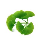 Ginkgo Biloba Leaf Extract