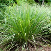 Lemongrass Powder 