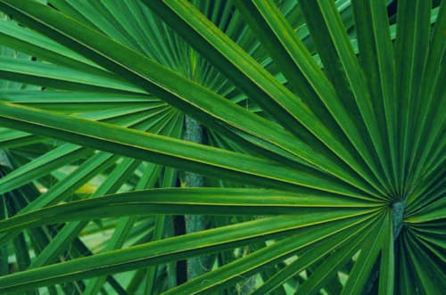 Saw Palmetto 